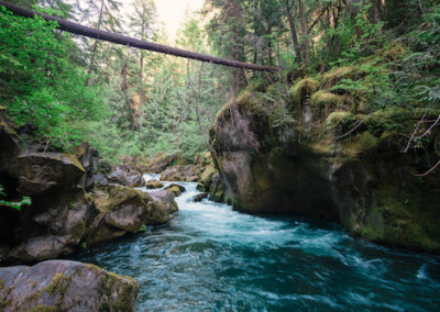 Elliott State Forest Analysis of Alternatives